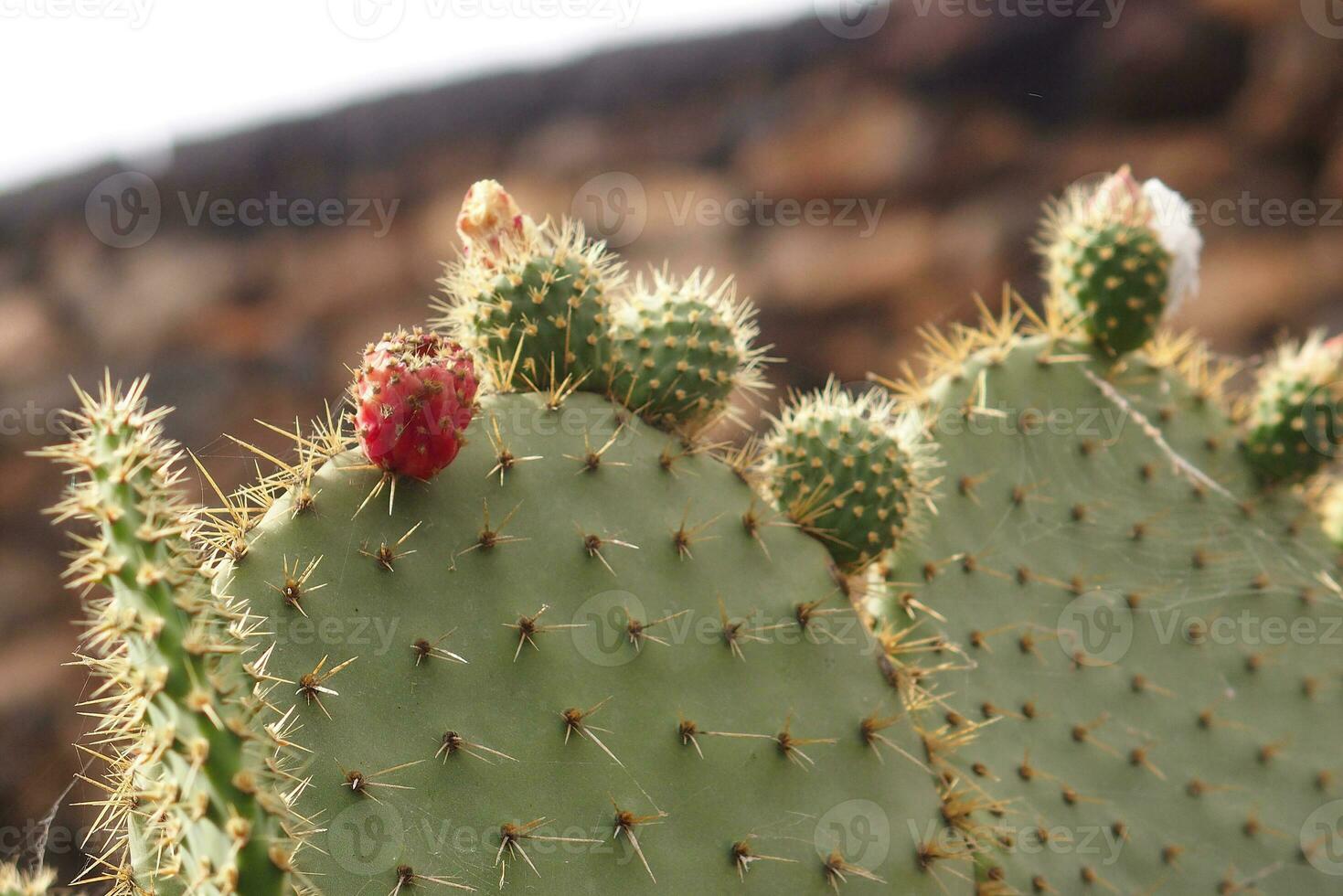 original épineux épineux poire cactus croissance dans Naturel habitat dans fermer photo