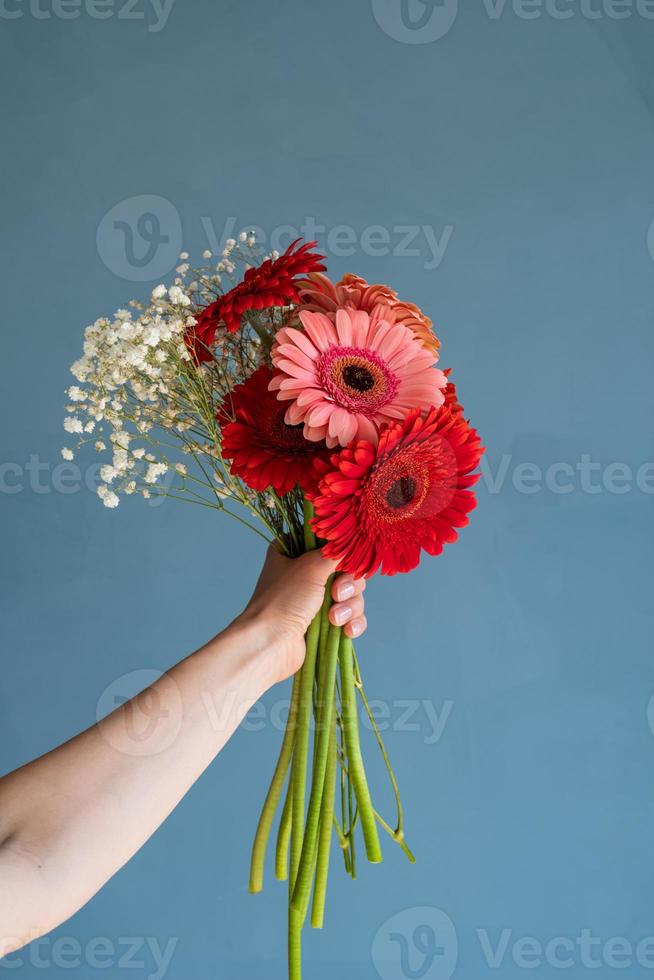 fleurs de gerbera rouge et rose vif dans la main de la femme sur fond bleu, photo