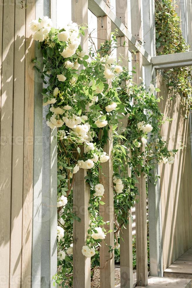 beau mur en bois avec des roses blanches photo