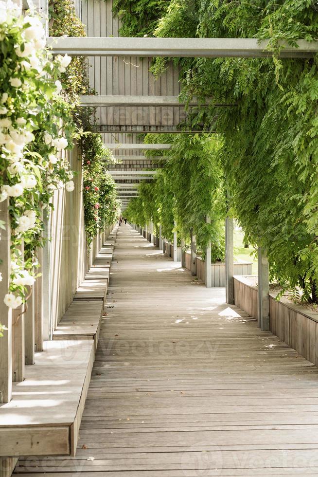 allée verte du parc, bancs en bois et murs avec roses blanches photo