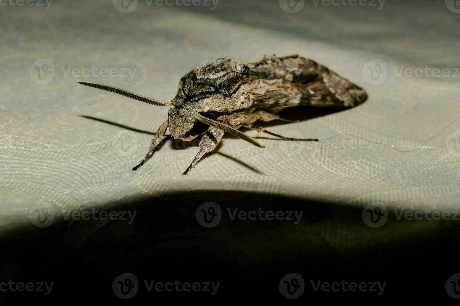 une papillon de nuit sur une table dans le foncé photo