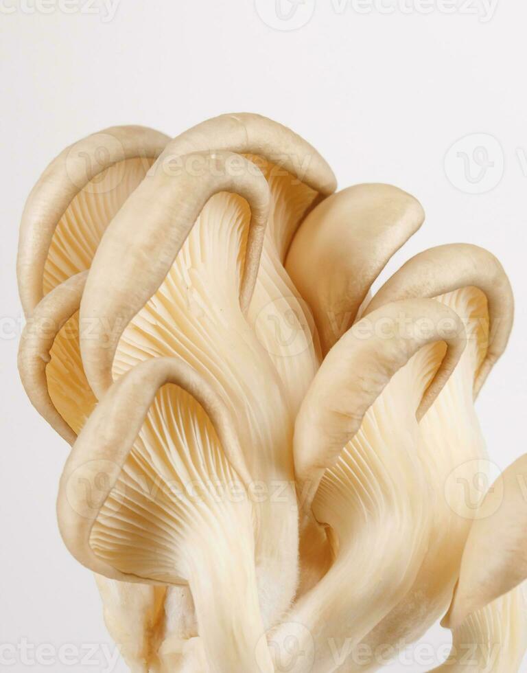 une bouquet de huître champignons sur une blanc Contexte. mûr huître champignons. photo