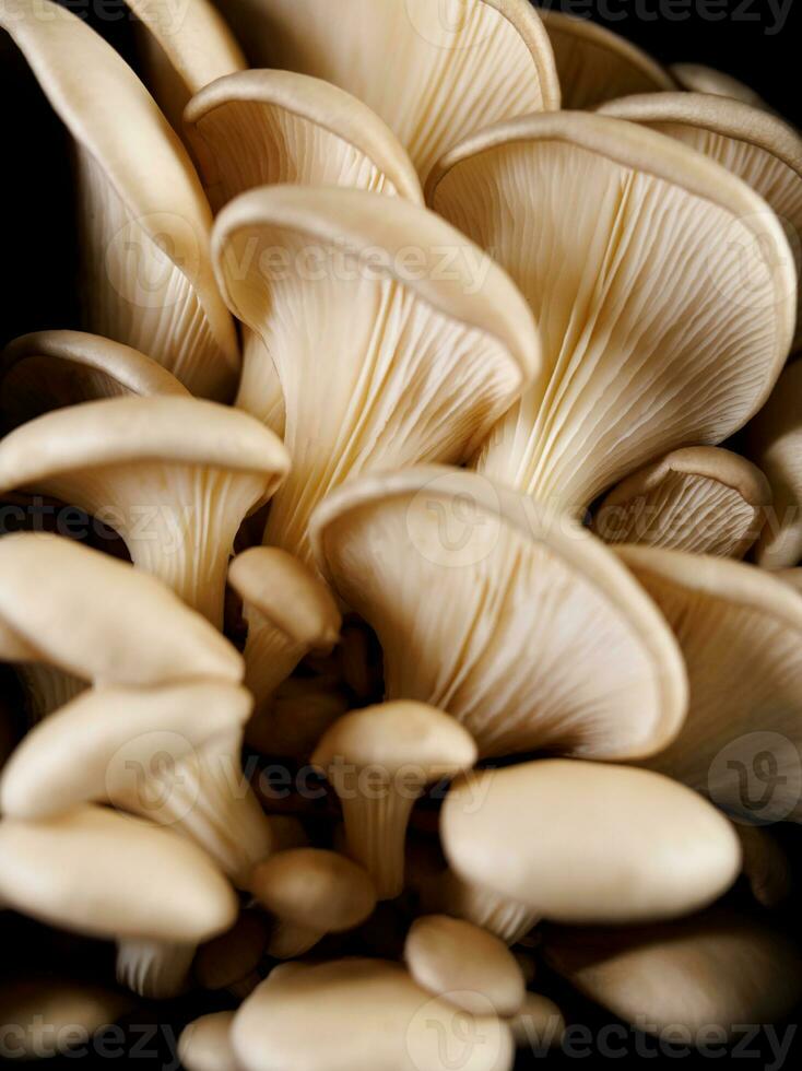 huître champignons sur une noir Contexte. bouquet de Frais huître champignons. photo