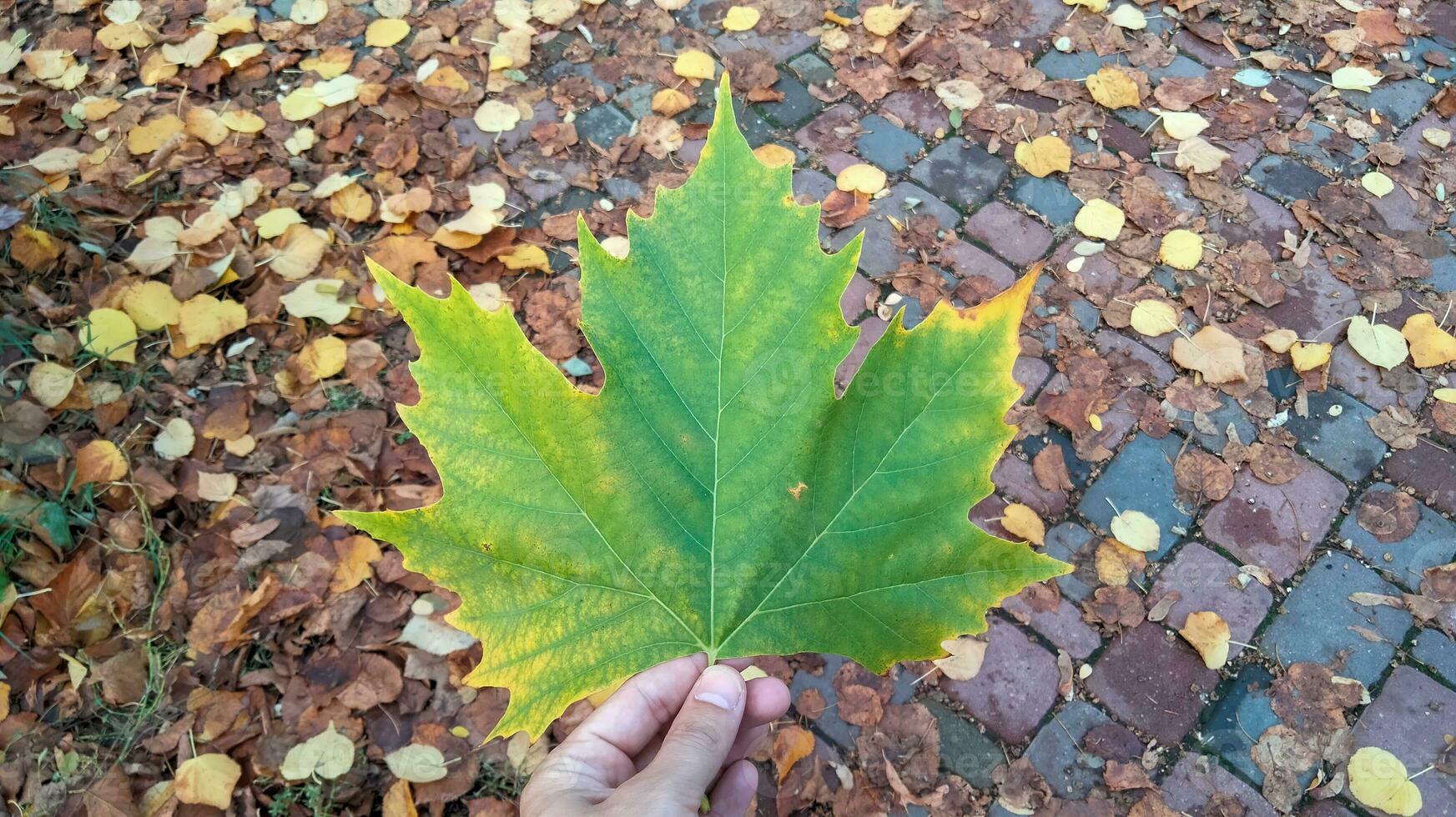 l'automne. multicolore érable feuilles mensonge sur le herbe. coloré Contexte image de déchue l'automne feuilles parfait pour saisonnier utilisation photo