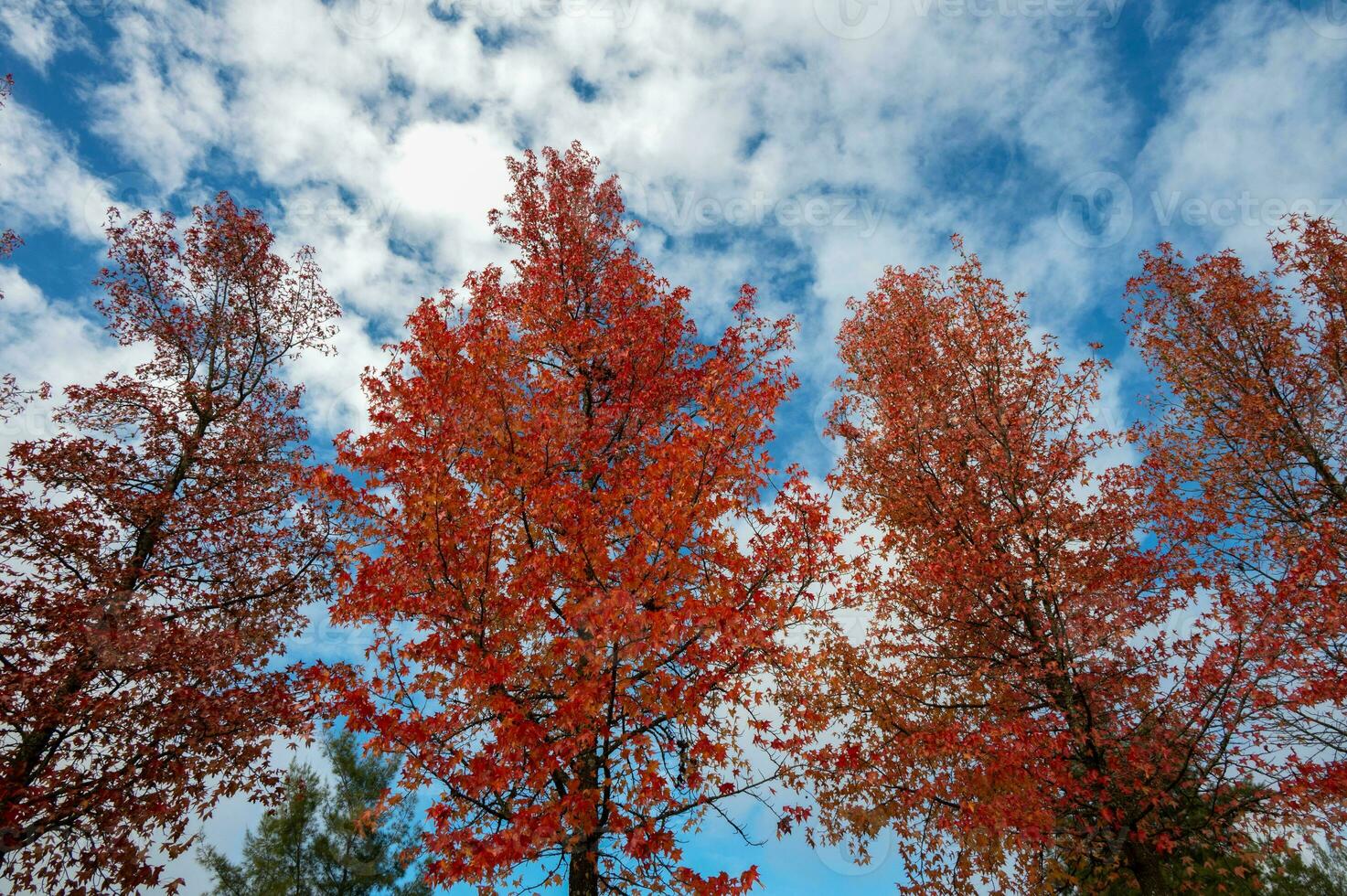 le Naturel beauté de l'automne couleurs et chute feuilles photo