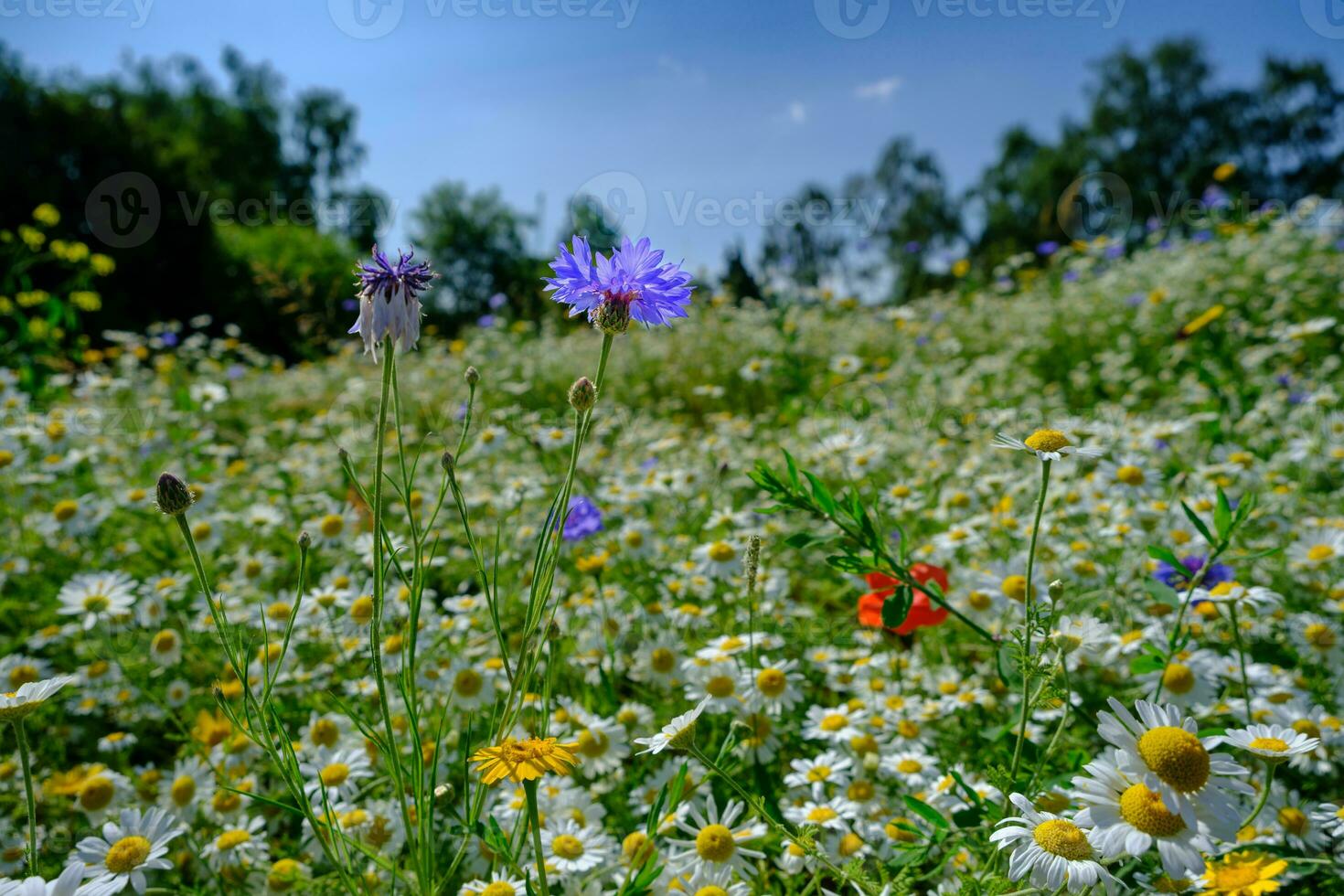 beaucoup fleurs sur Prairie dans la nature dans été fermer macro contre une bleu ciel avec des nuages. photo