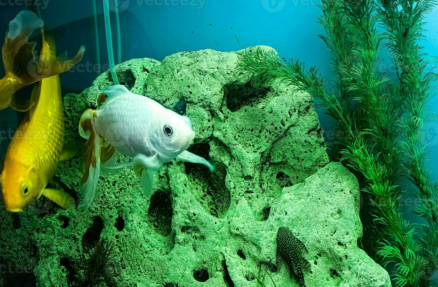 nombreuses multicolore brillant poisson nager dans le aquarium. aquarium avec petit animaux domestiques. photo
