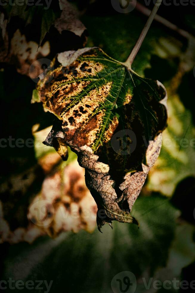 l'automne Contexte avec vert et d'or feuilles illuminé par le chaud Soleil photo