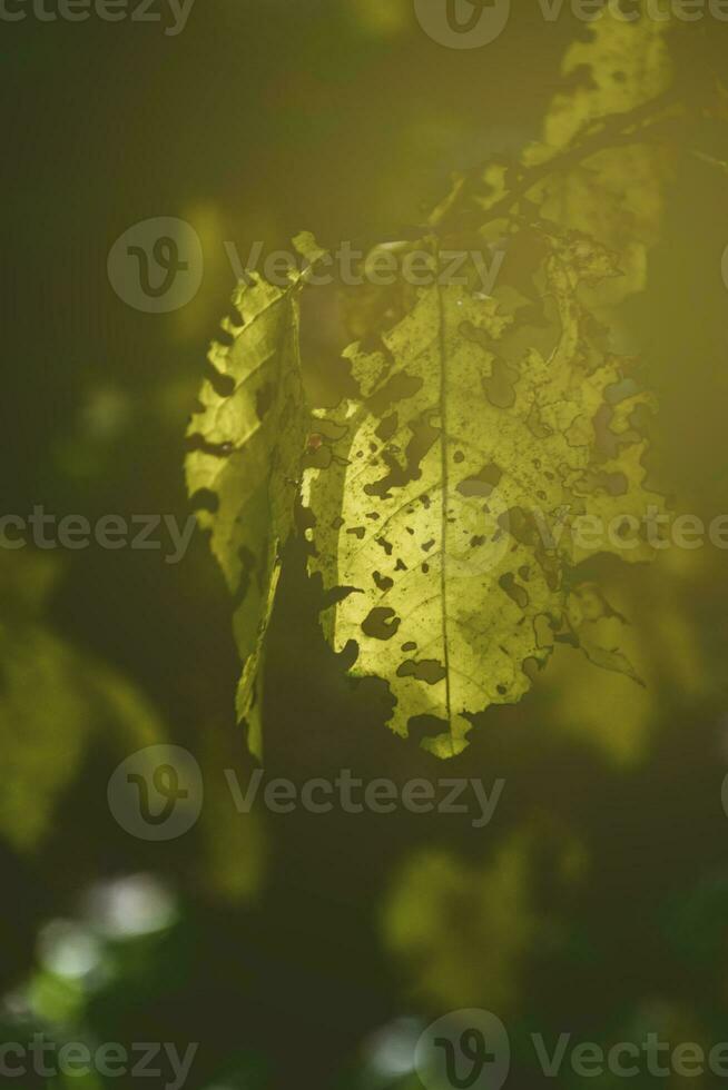 ajouré l'automne feuilles dans le Soleil photo