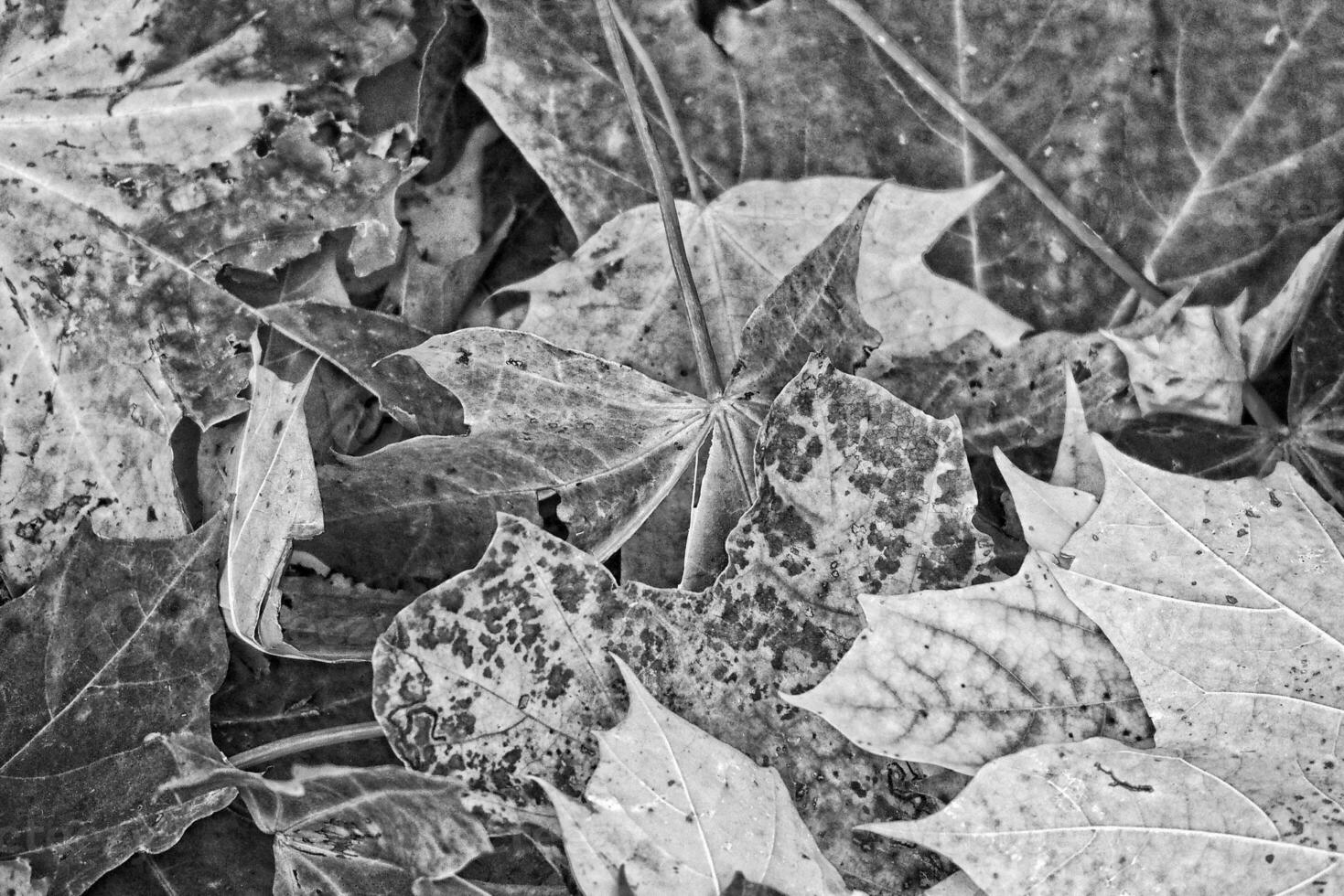 Contexte avec l'automne coloré érable feuilles photo