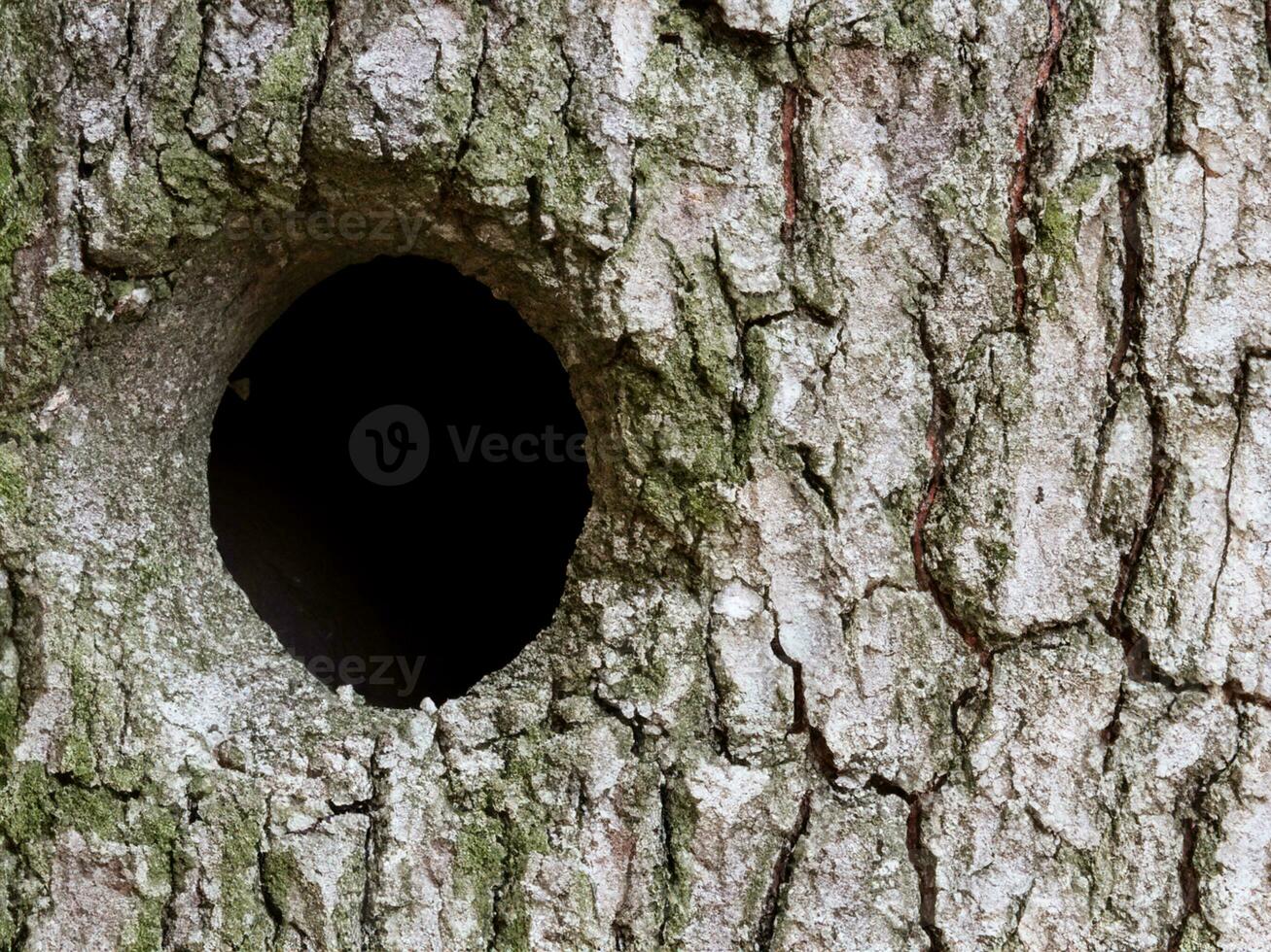 une fermer coup de une arbre tronc dans ses forêt photo