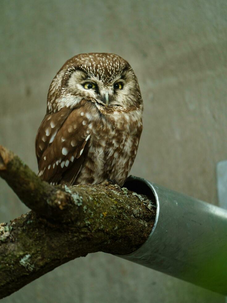 portrait de bréal hibou dans zoo photo