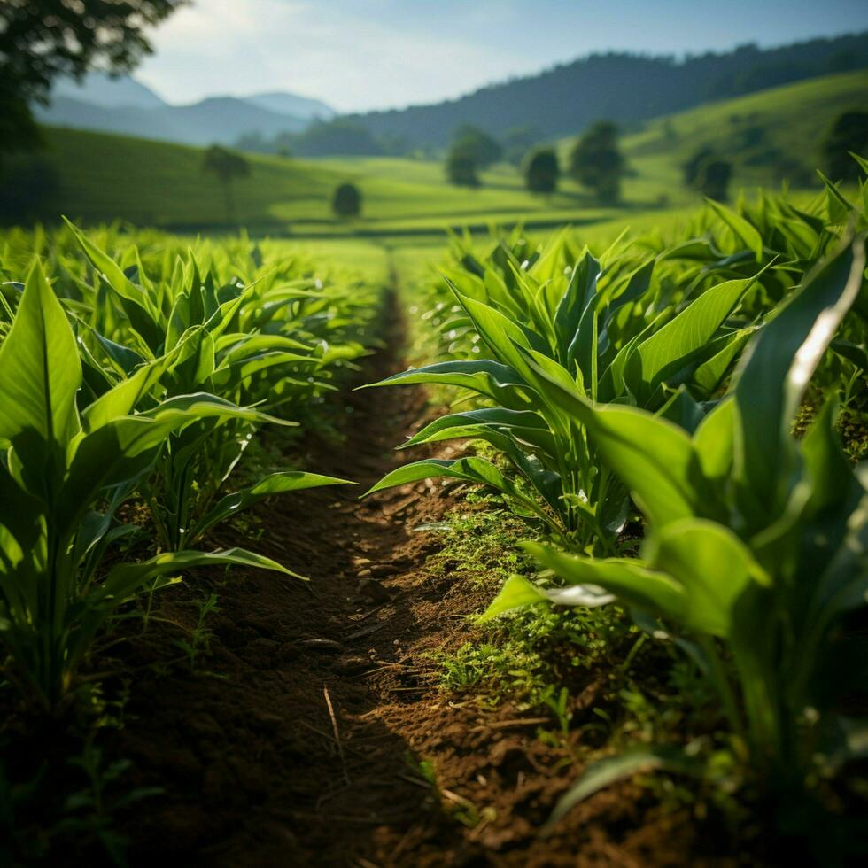 pousse blé lignes privé champ, luxuriant vert Lignes la grâce agricole paysage pour social médias Publier Taille ai généré photo