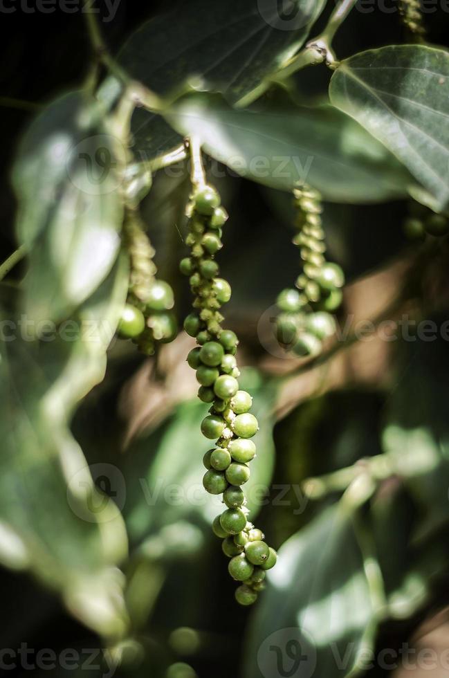 Les gousses de poivre biologique poussant sur la plante de vigne de poivre à Kampot au Cambodge photo