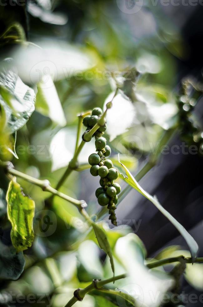 Les gousses de poivre biologique poussant sur la plante de vigne de poivre à Kampot au Cambodge photo