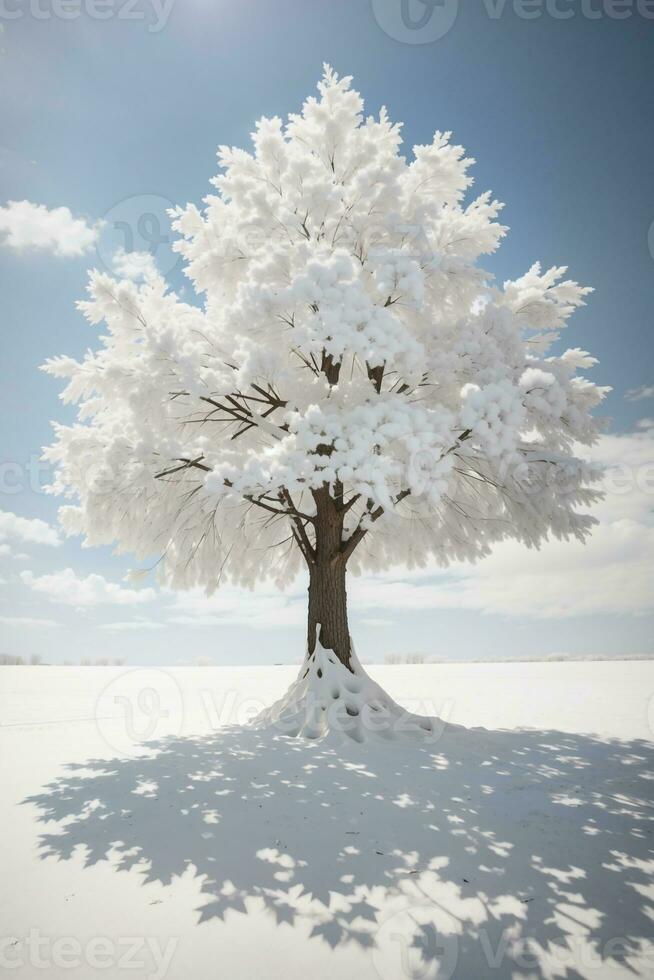 des arbres fond d'écran ,HD qualité photo