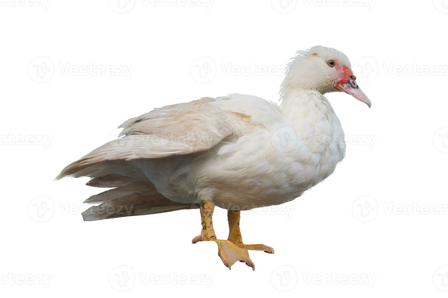 blanc canard dans Indonésie est appelé mento isolé sur blanc Contexte photo