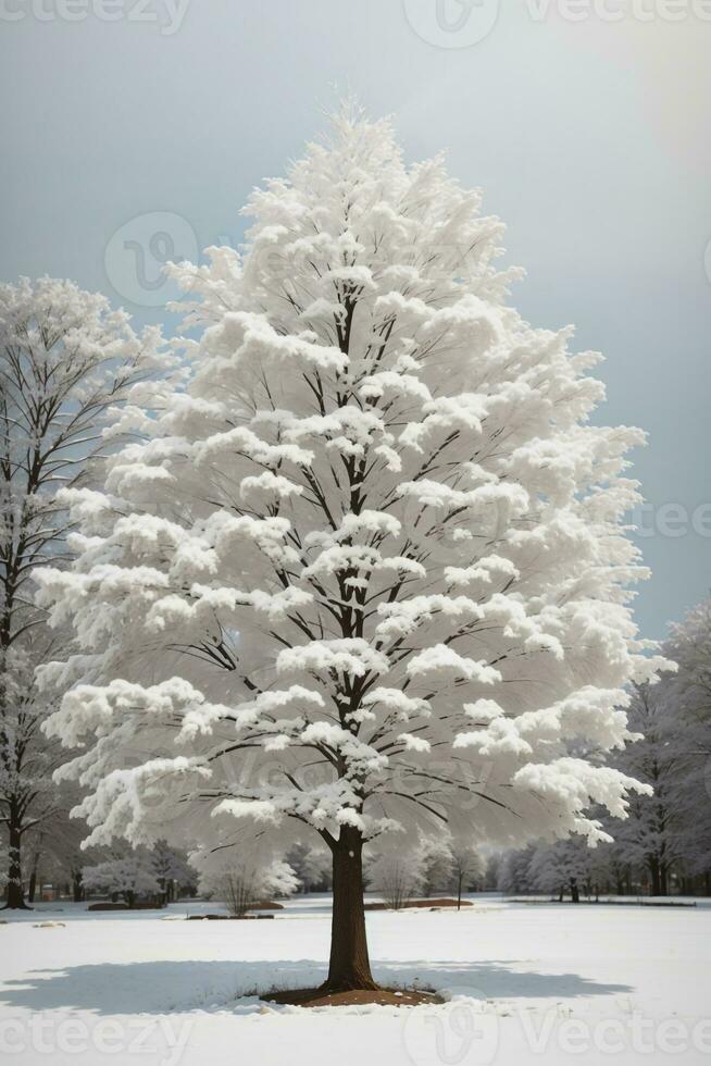 des arbres fond d'écran ,HD qualité photo