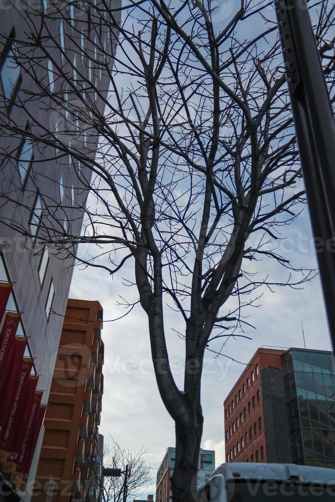 arbre séché dans la rue pendant l'hiver. photo