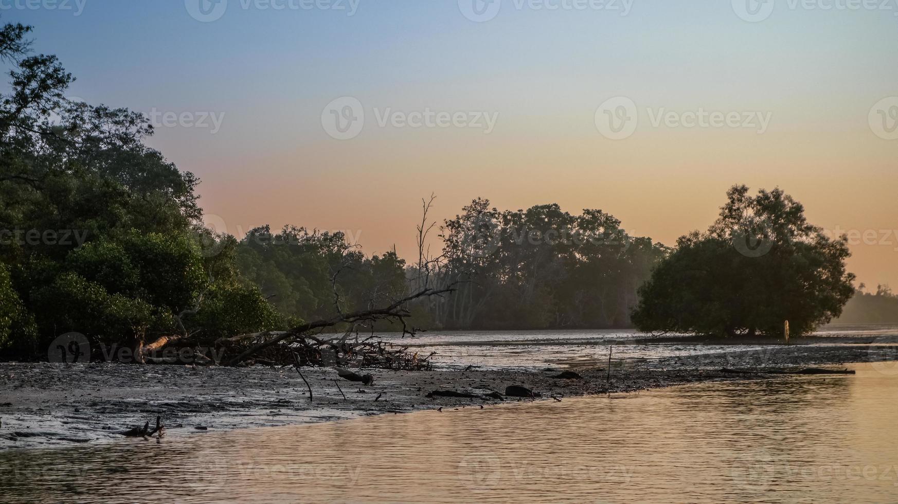 forêt touffue en bord de mer pendant un lever de soleil photo