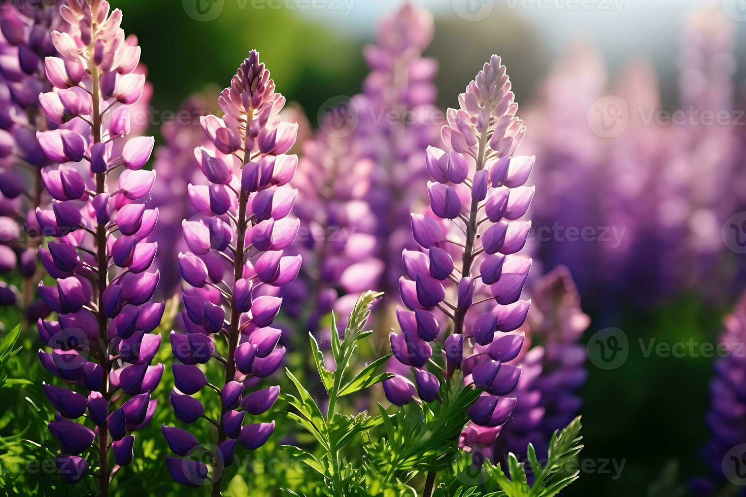 lupin fleurit violet fleur dans été, ai génératif photo