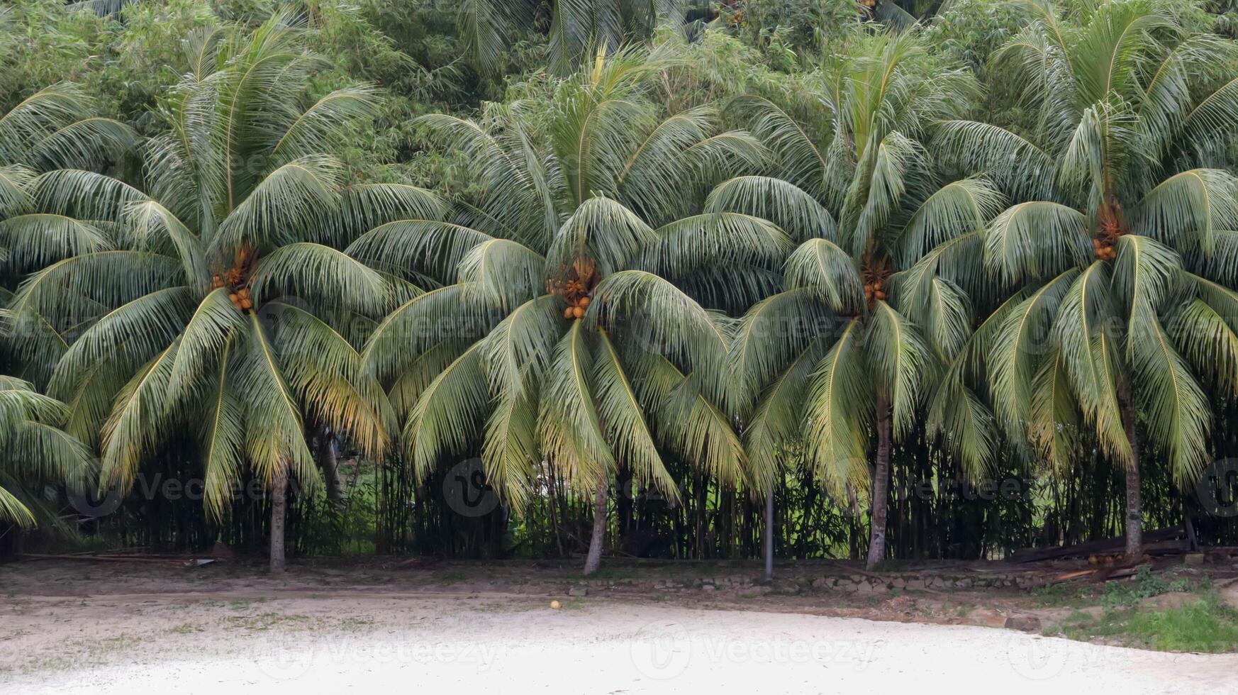 noix de coco des arbres sont soigneusement doublé en haut et blanc le sable plage dans de face et forêt Contexte. photo