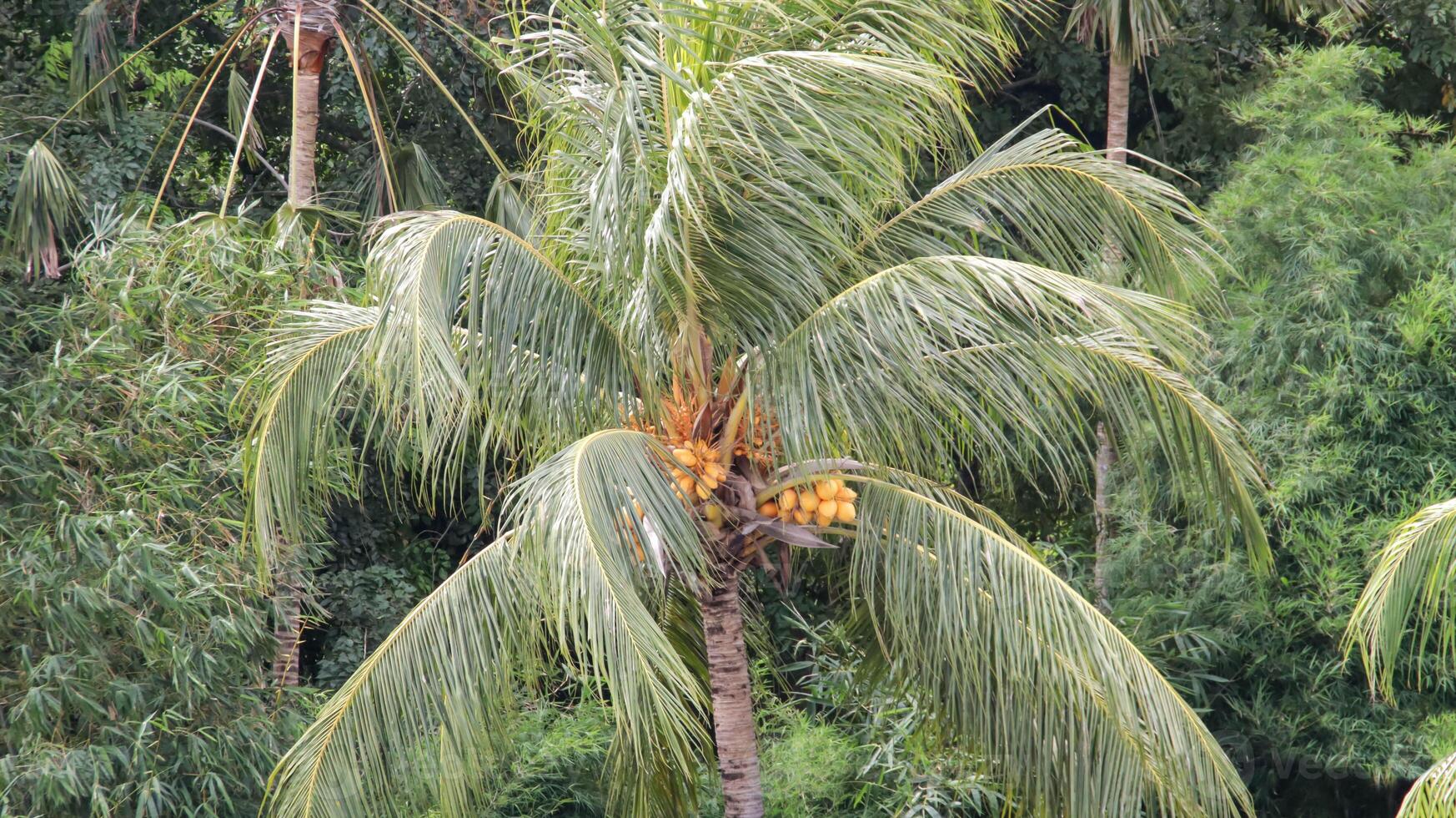 noix de coco arbre avec Jaune fruit et feuilles soufflant dans le vent sur une forêt Contexte. photo