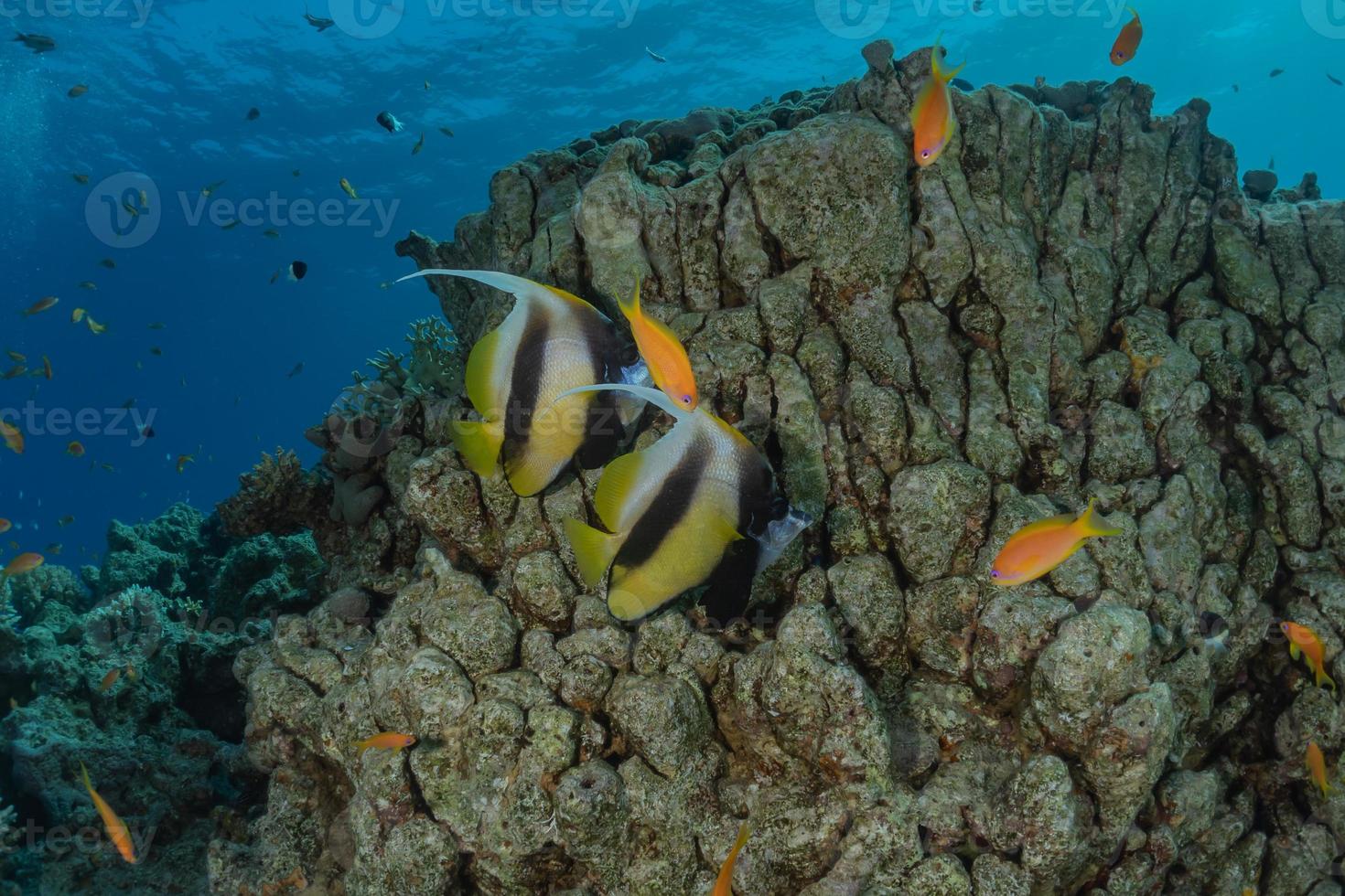 les poissons nagent dans la mer rouge, poissons colorés, eilat israël photo