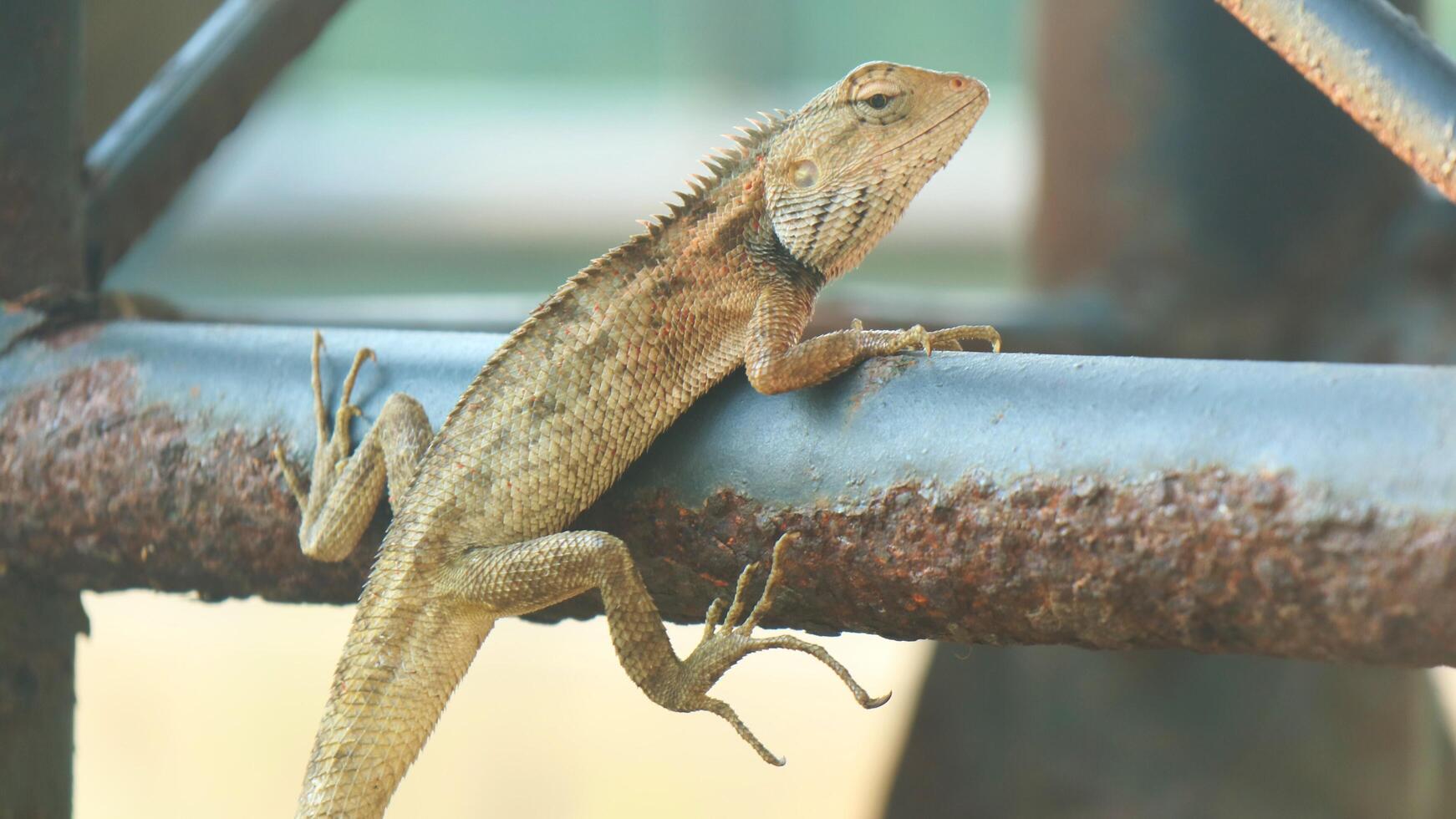 lézard rampant sur le fer photo