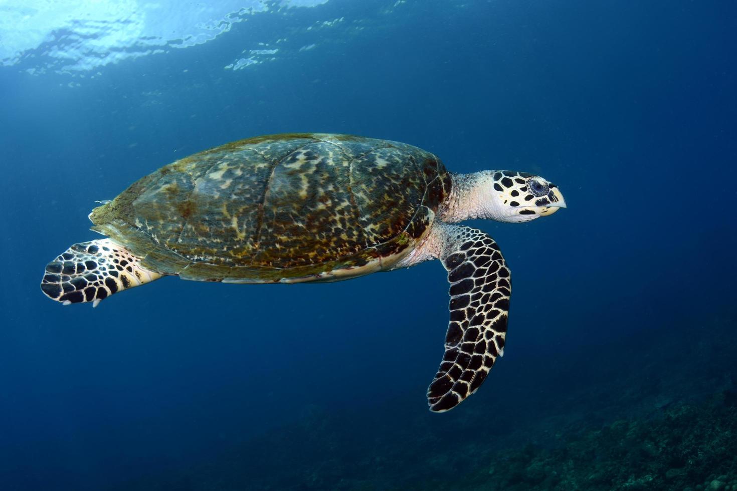 tortue de mer en pleine eau photo