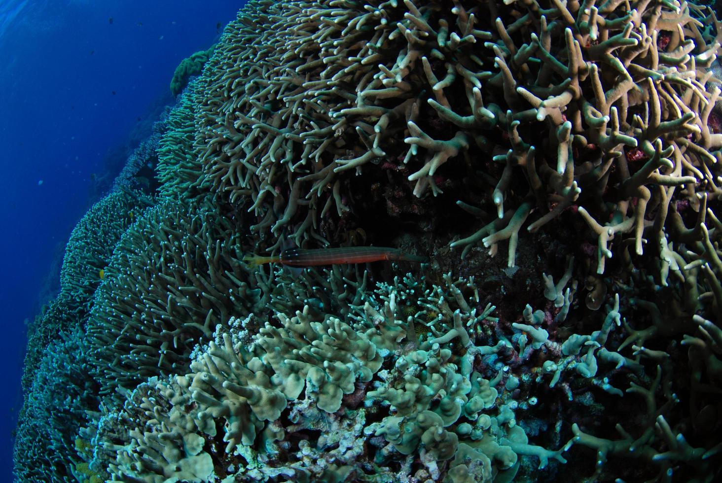 Poisson trompette dans un récif de corail de l'île d'Apo, Philippines photo
