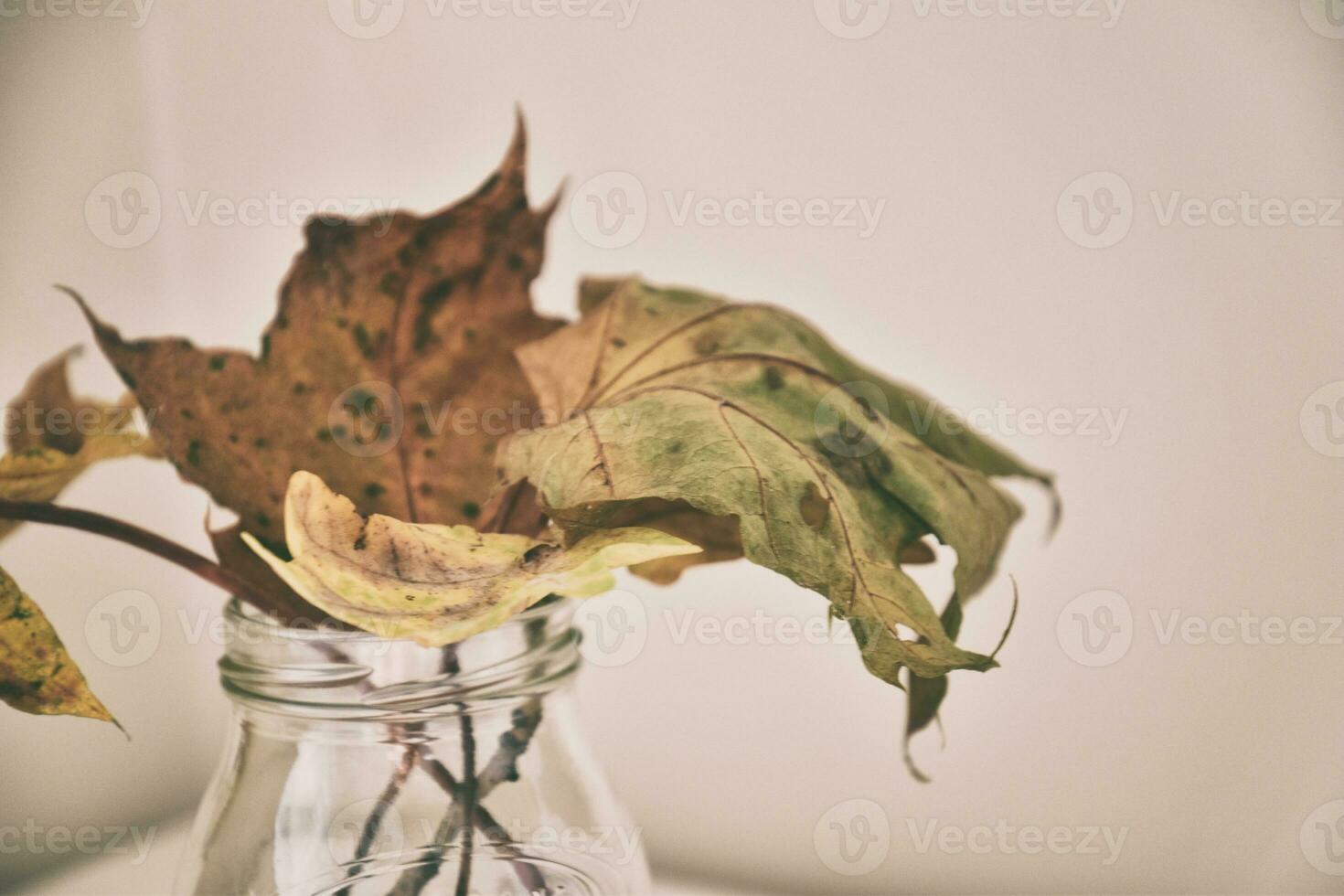 l'automne chêne feuille dans une verre plat permanent sur une blanc table photo