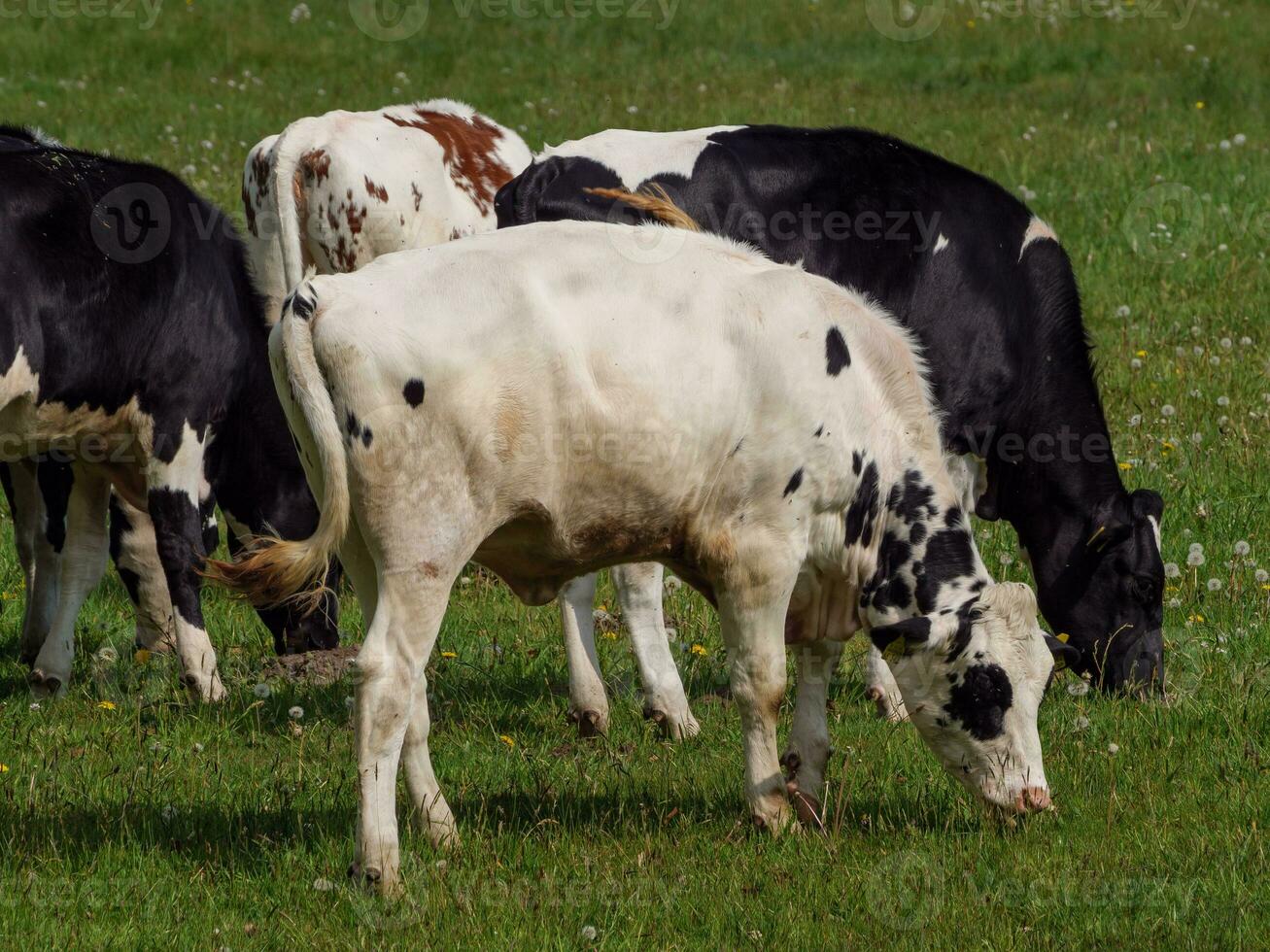 vaches sur une champ dans westphalie photo