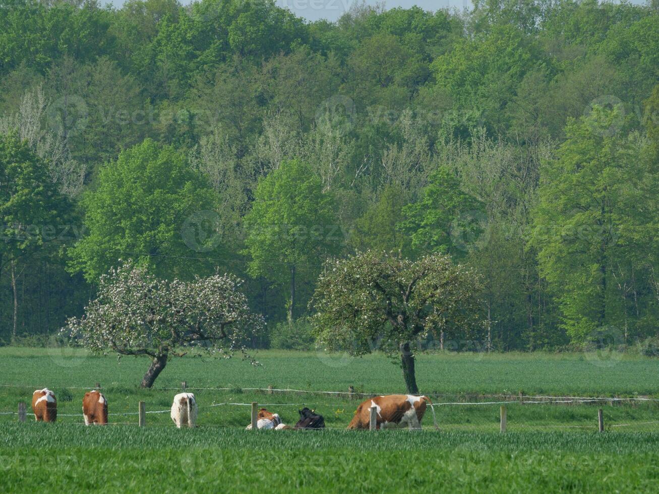 vaches sur une champ dans westphalie photo