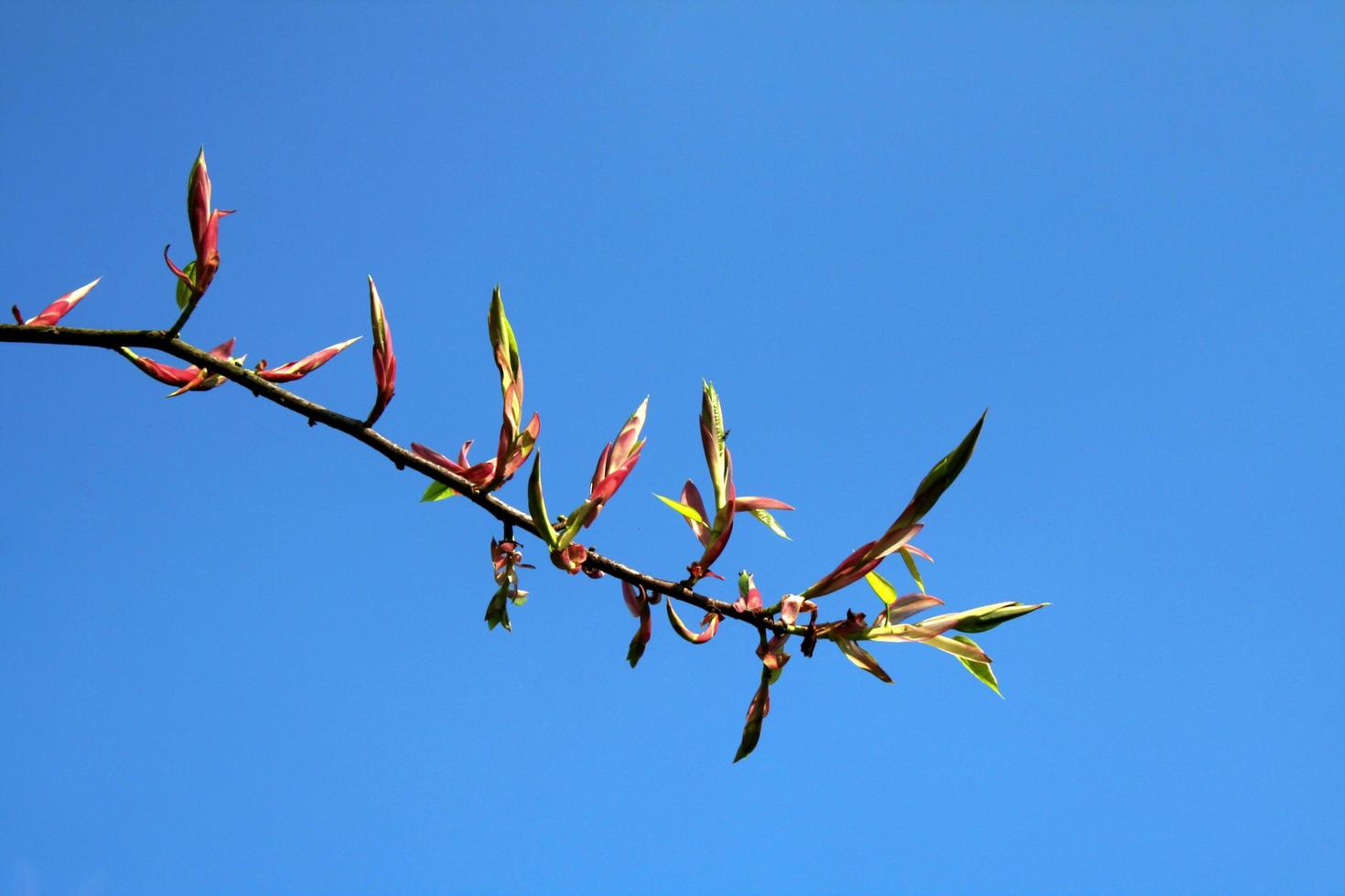 bourgeons glorieux contre le ciel photo