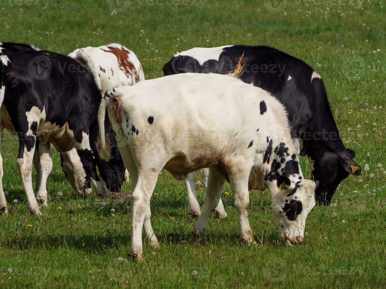 vaches en westphalie photo