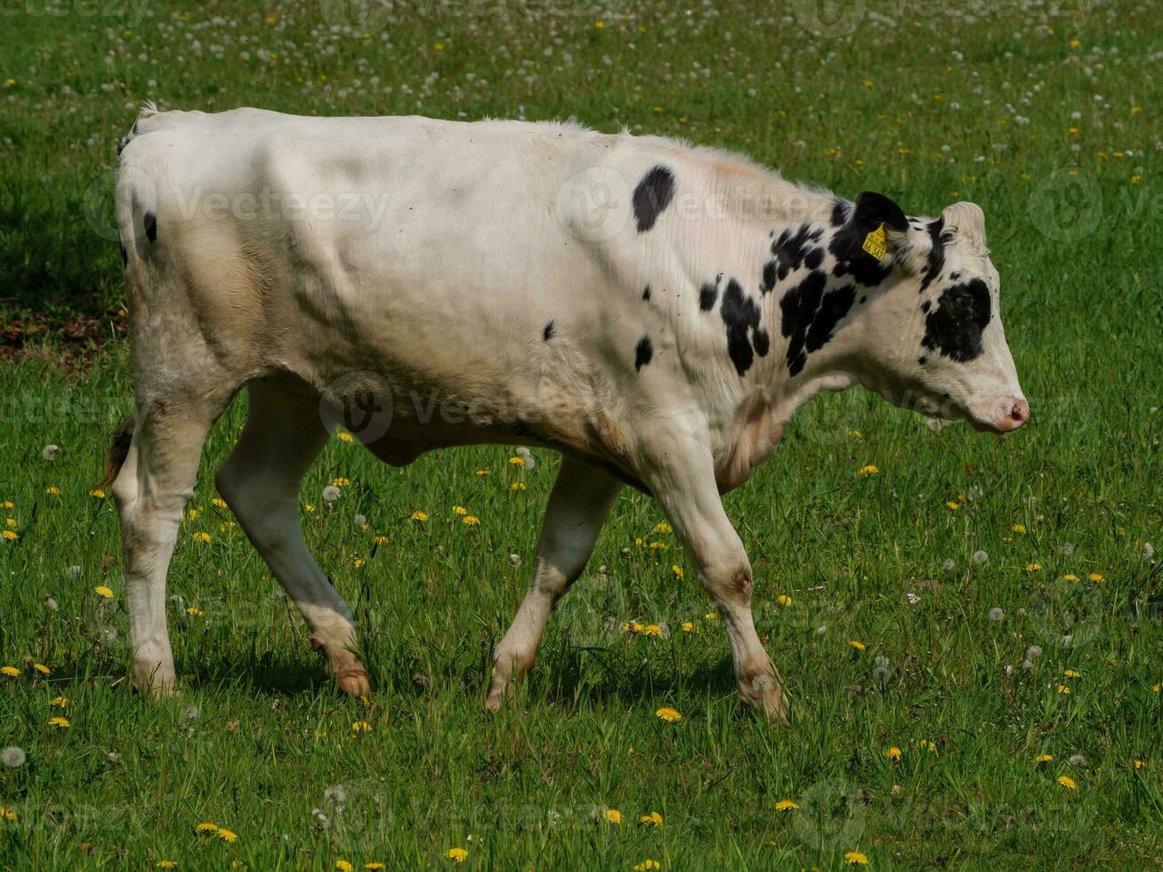 vaches en westphalie photo