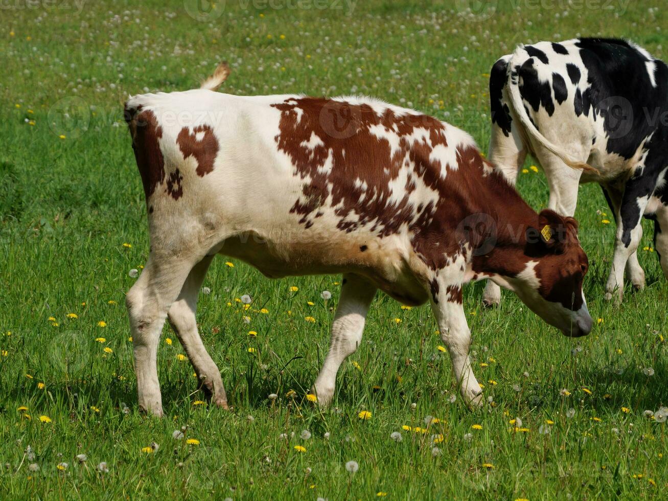 vaches en westphalie photo