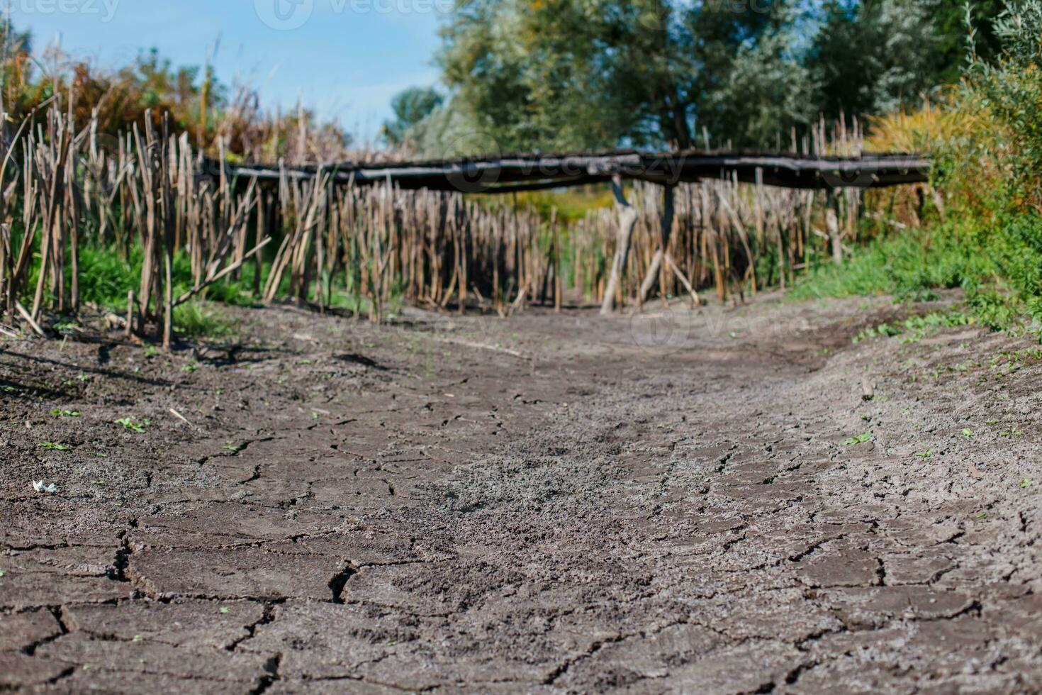 bas de sec lac. roseaux le long de sec lac. sec roseaux par lac. Ukraine sans pour autant l'eau. photo