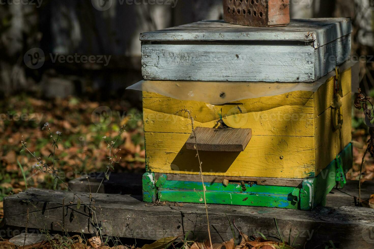 de ruche abeilles d'entrée se glisser dehors. photo