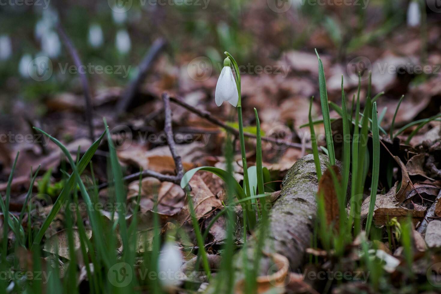 galanthus, perce-neige Trois fleurs contre le Contexte de des arbres. photo