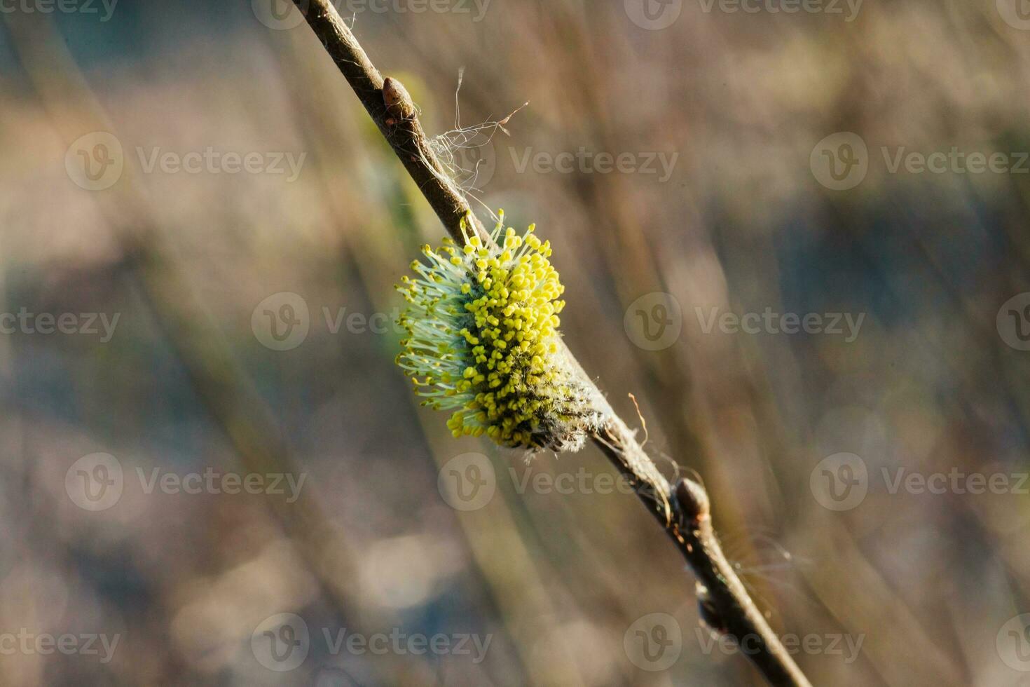 ne pas duveteux épanouissement inflorescences chatons houx saule dans de bonne heure printemps avant le feuilles. mon chéri les plantes Ukraine. photo