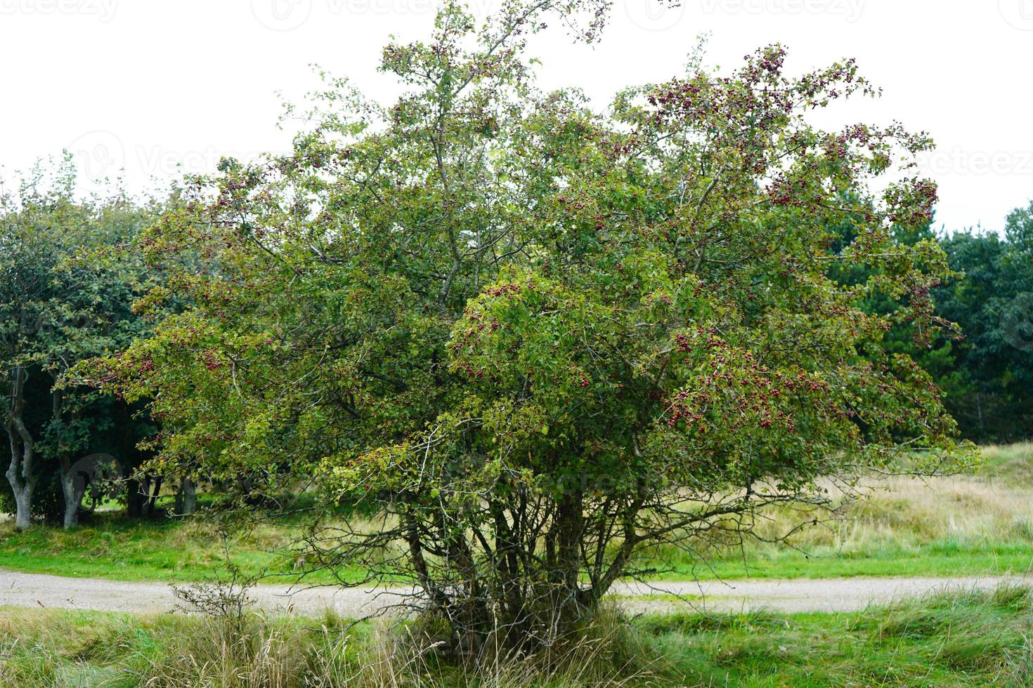 baies rouges de l'arbre crataegus photo
