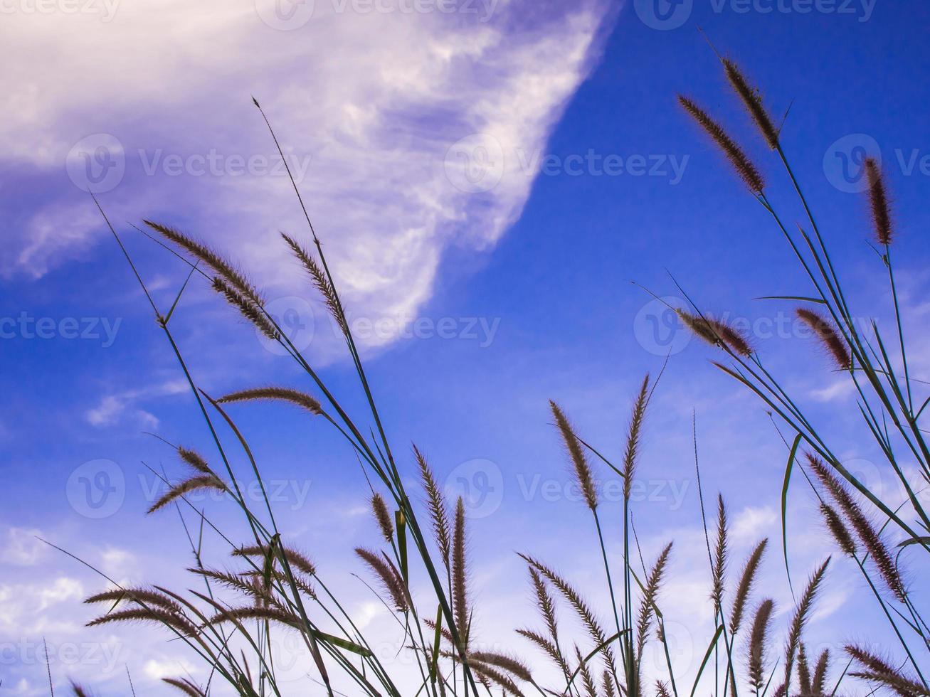 l'herbe de la mission et le ciel bleu photo
