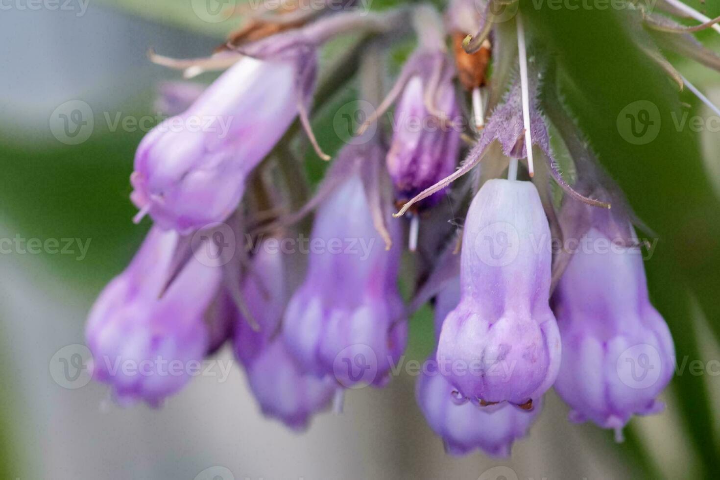 symphytum officinale, autre espèce de symphytum, consoude, quaker consoude, os, tricot, consonner, et racine glissante. doux concentrer photo