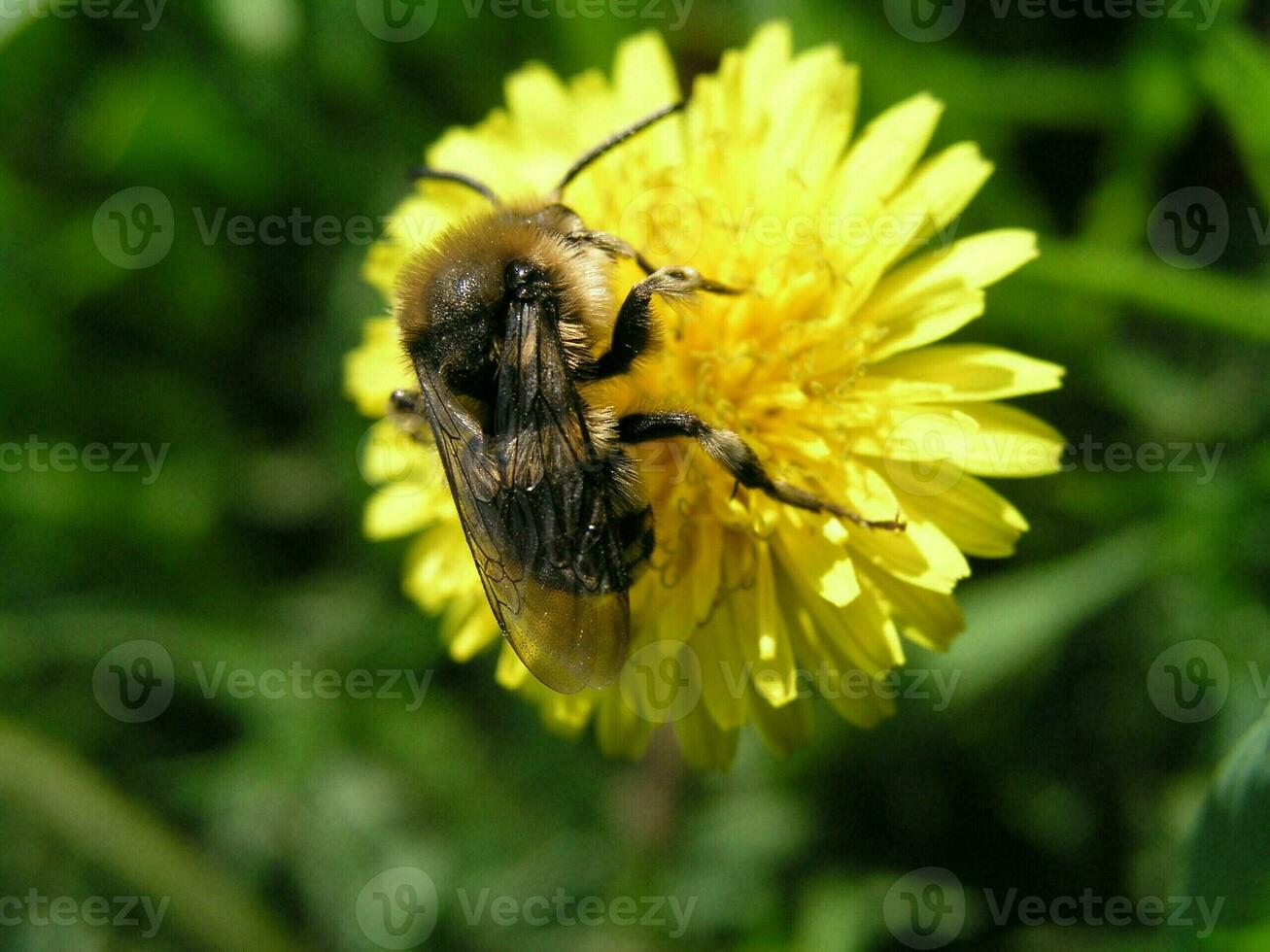 une abeille recueille nectar de une Jaune fleur pissenlit dans le mois de peut. mon chéri les plantes Ukraine. collecte pollen de fleurs et bourgeons photo