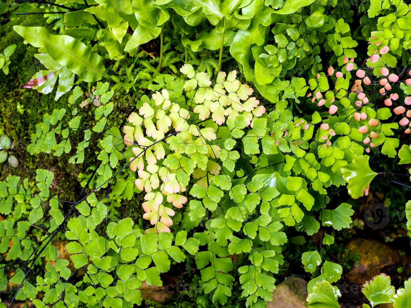 fraîcheur petites feuilles de fougère avec mousse et algues dans le jardin tropical photo