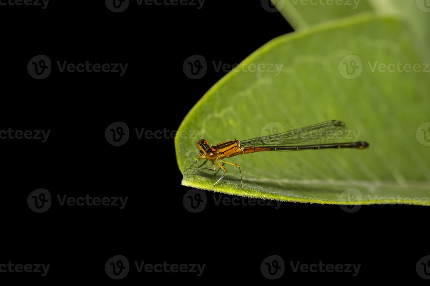 Gros plan de demoiselle sur une feuille verte sur fond noir photo