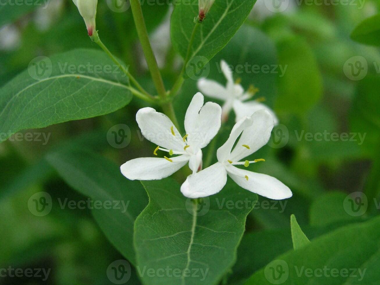 blanc chèvrefeuille fleur avec brillant jaune, couvert de pollen anthères et foncé les bois derrière. premier fleurs arborescens dans le mois de peut. mon chéri les plantes Ukraine. collecte pollen de fleurs et bourgeons photo