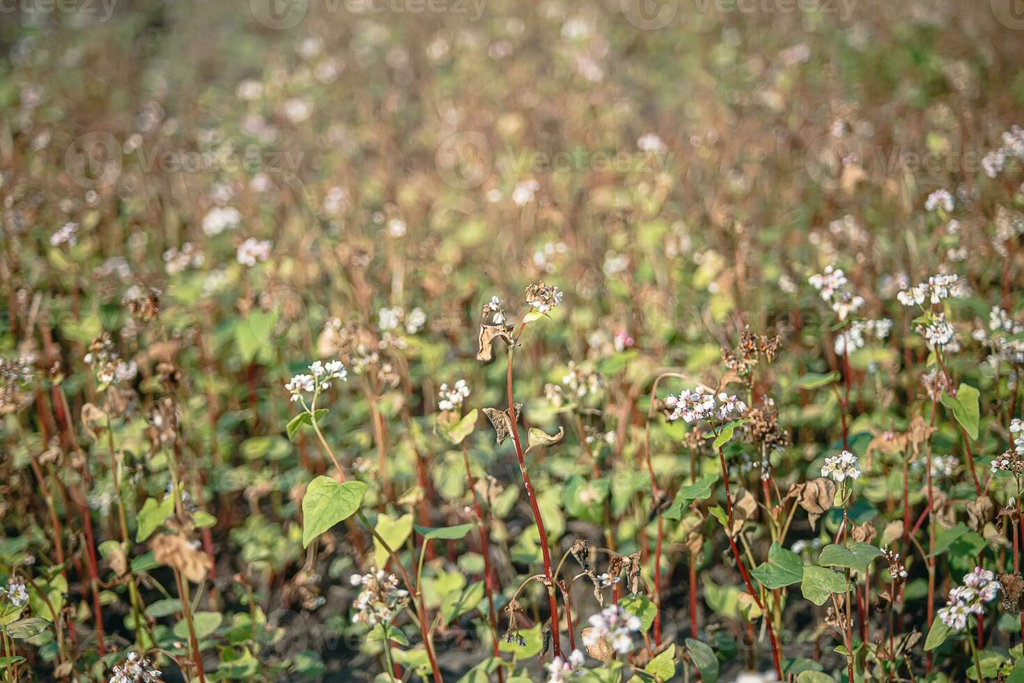 sarrasin après gel. congelé feuilles et fleurs de sarrasin. les plantes après tranchant du froid instantané. mort les pièces de les plantes après gel. détruit cultures, effondrer de entreprise. problèmes de agronomie photo